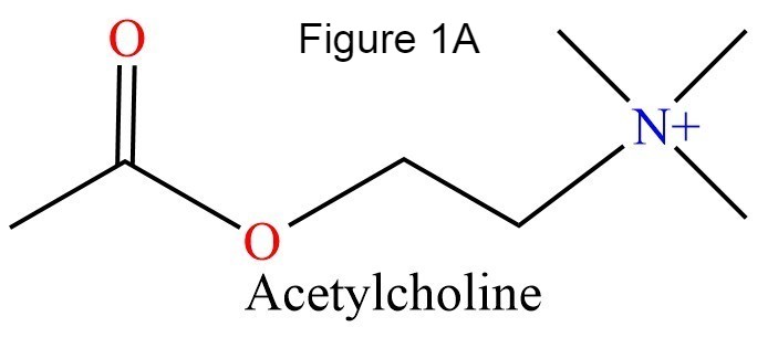 Image:Acetylcholine.jpg