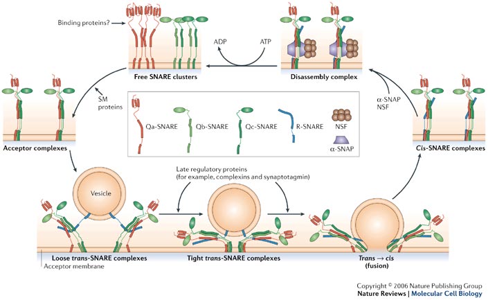 Membrane fusion mechanism