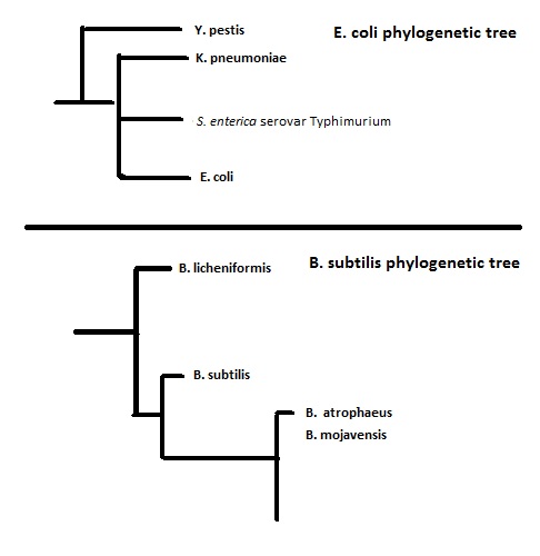 Image:Phylogenetic.jpg