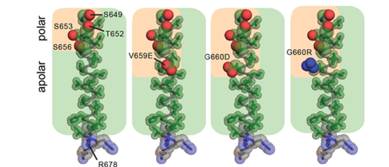 HER2 mutations in patient tumors. Amino acid composition of the TMD in WT HER2 (PDB ID: 2JWA) and in V659E, G660D, or G660R mutants, highlighting the relative arrangement of side chain atoms of polar (oxygen (red) and nitrogen (blue) atoms shown as spheres) and apolar (carbon atoms (green) shown as sticks) 