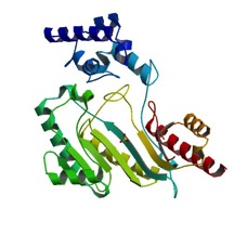 Figure 2. Structure of an AK in an unbound conformation