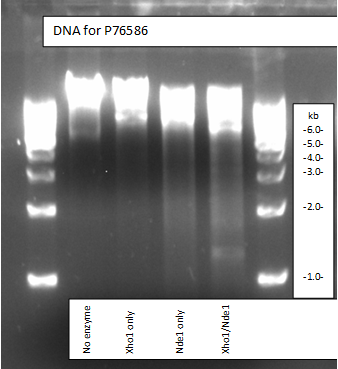 Image:P76586DNAGel.png
