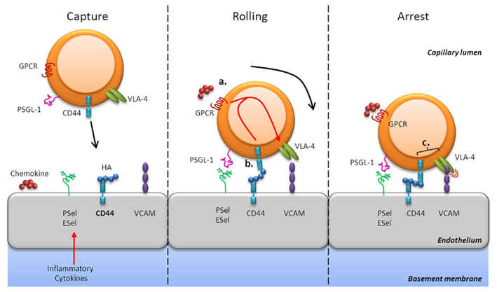 Image:Receptors.jpg
