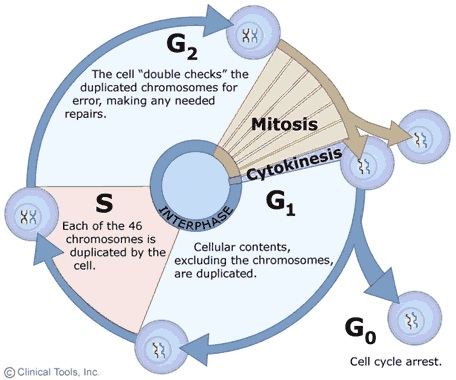 Image:cell_cycle_3.jpg
