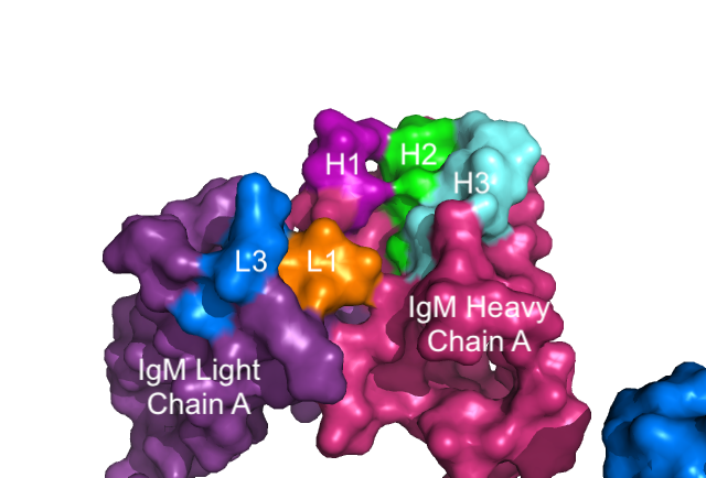 Image:IgM surface-2.png