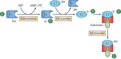 Image:cascade of ubiquitination.png