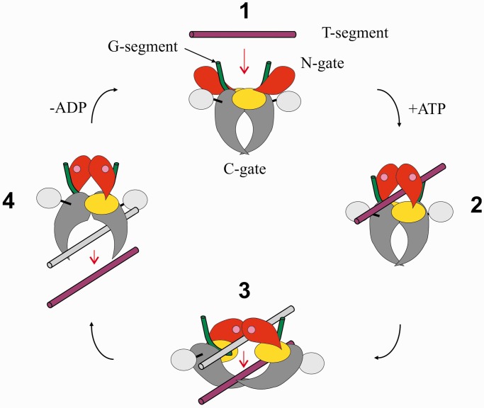 Image:Topo IV mechanism.jpg
