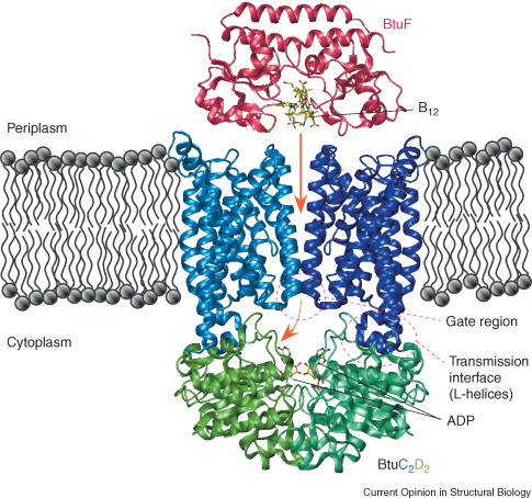 Image:BtuFMechanism.jpg
