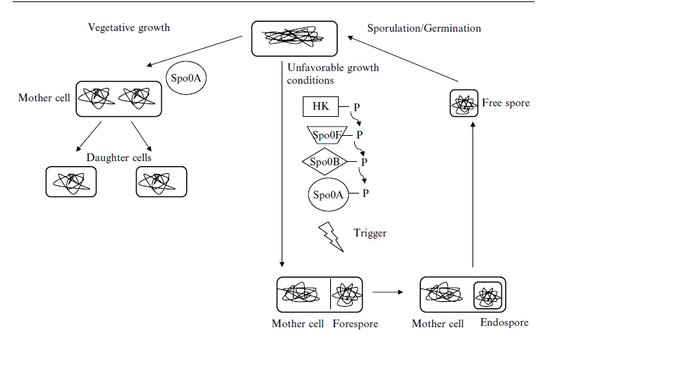 Image:sporulationprocess.jpg