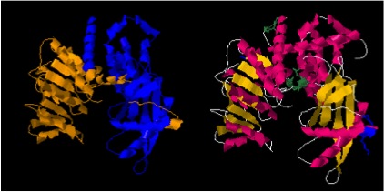 Figure 3. When GDH is not bound to Glutamate it's cleft is open (left). However, when GDH is bound to Glutamate it's cleft is closed (right).