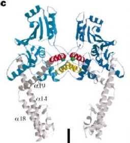 Image:gyrA592.jpg