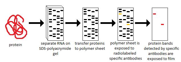 Image:HRP Western blot.jpg