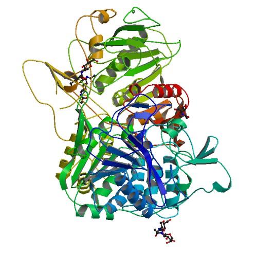Human Lysosomal Protective Protein Cathepsin A