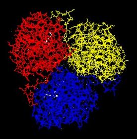 Figure 1: Liver arginase illustrating that the general homotrimeric strucutre of arginase.