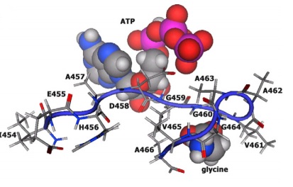 Image:Atp binding.jpg