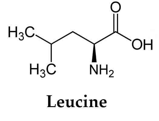 Image:Leucine-2.jpg
