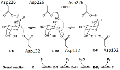 Image:Mechanism Pic2.png