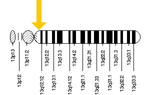 Image:Cytogenetic location of the PDX-1 gene (chromosom 13q12.1).jpg