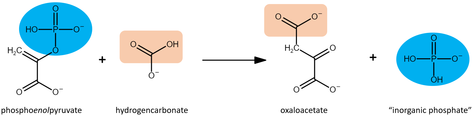 Figure 1 Schematic representation of PEPC catalysis of phosphoenolpyruvate carboxylation. Adapted from Svensson et al. 2003. 