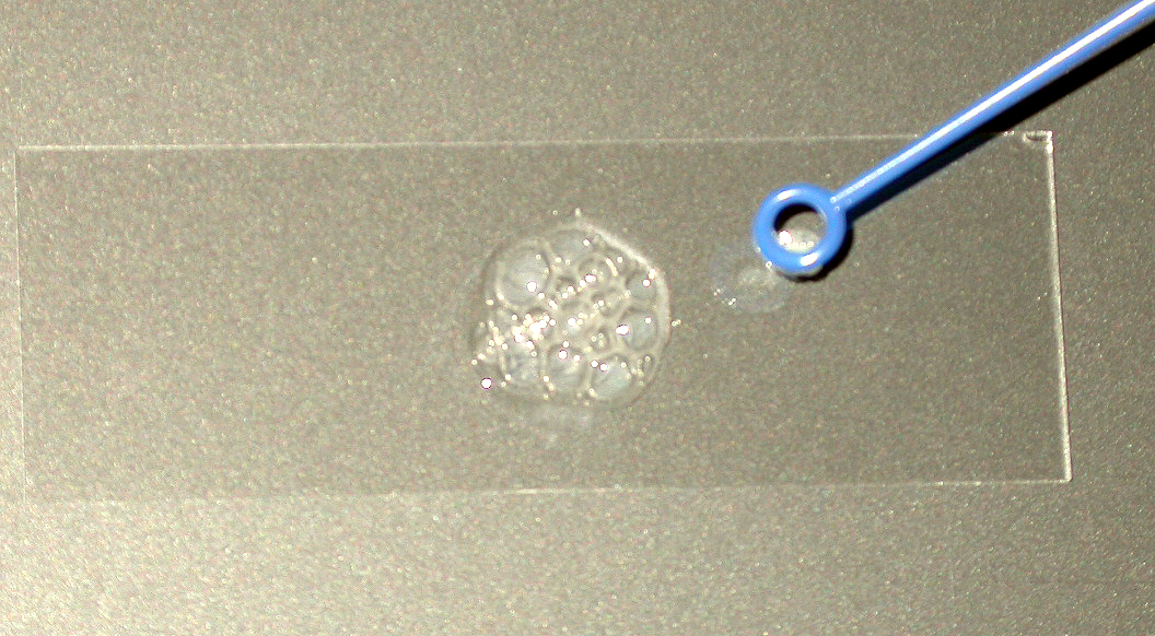 Image:Catalase_assay.jpg