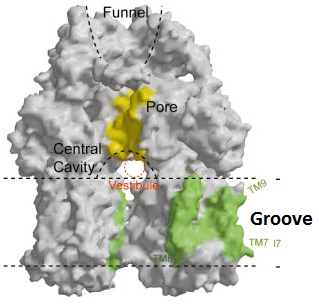 Image:Fig groove.png