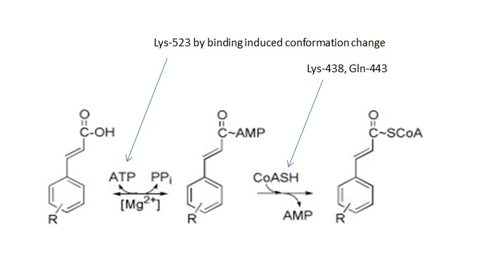 Image:Mechanism for zy.png