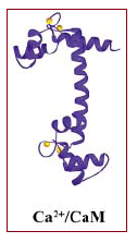 Image:Calmodulin bound to calcium.png