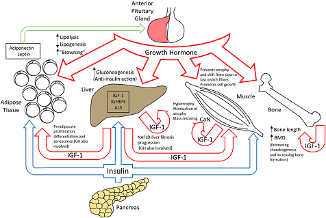 Image:Growth_hormone_function.png