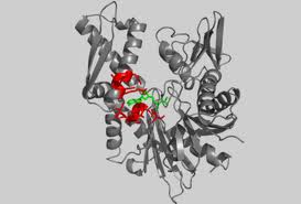 Image:Actin + atp.jpg