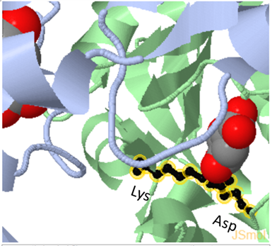 Image:Active Lys and Asp residues.png