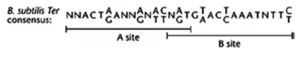 Image:B.Subtilis consensus Termination sequence.png