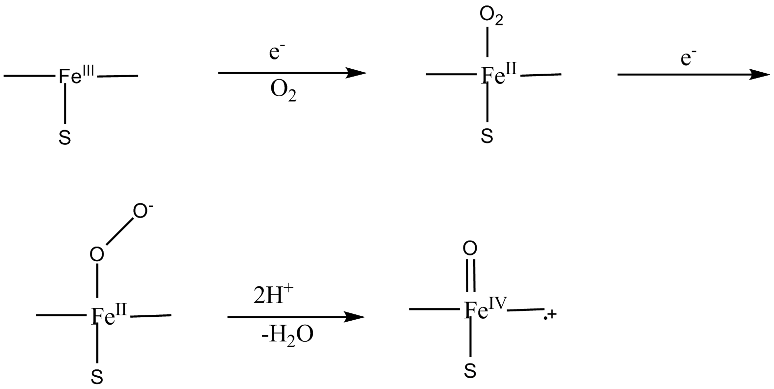 model for NOS oxygen activation