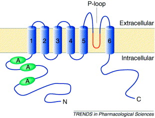 Image:proteoTRPV1.jpg