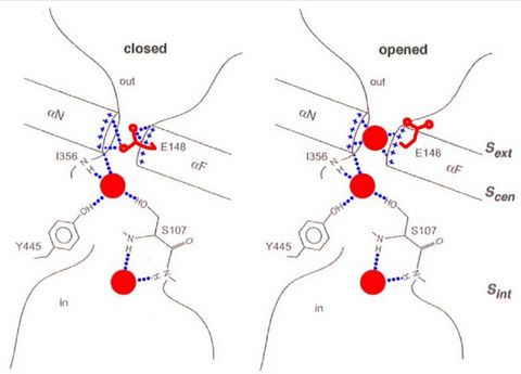 The three binding sites and the position of Glu 148 in the closed (left) and open (right) positions.