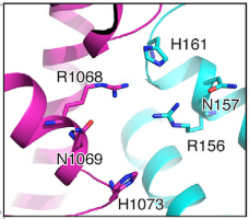 Fig.2 HEPN nuclease site