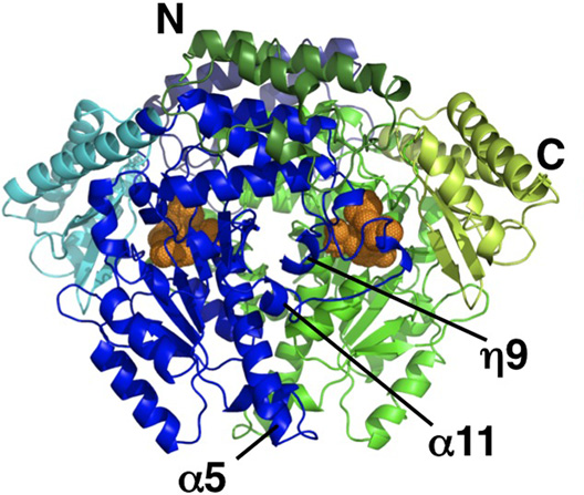 Image:Histidine decarboxylase 3D binding site.png