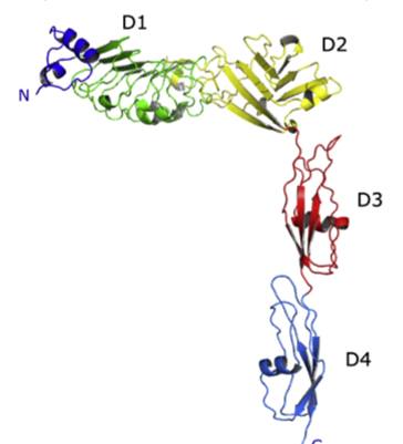 Image:Internalin K.jpg