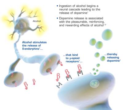 Effects of ethanol on release of dopamine.