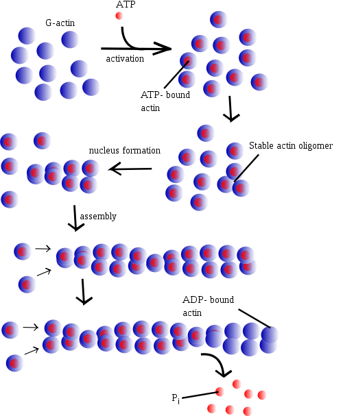 Image:Filament_formation.png