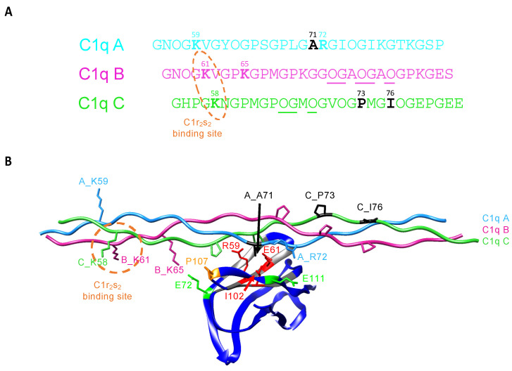 C1q CLR active site residues Lys58 and Lys61