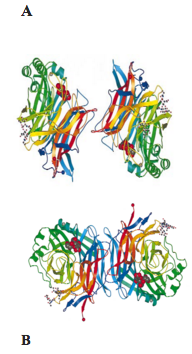 Figure 3. Crystal secondary structure of HN protein with six-bladed β-propeller structure in which the blue color is at the N-terminus and red color is at the C-terminus. The ball and stick represents the carbohydrate where the gray spheres are the metal ions. A is the structure of HN dimer observed from orthorhombic crystal while B is the dimer of HN observed from hexagonal crystal form.