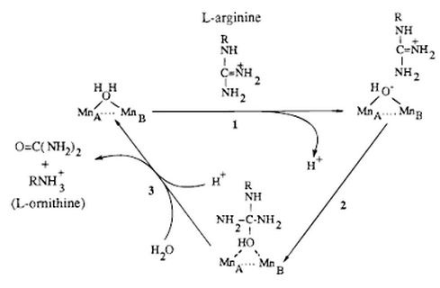 Image:Arginase.JPG