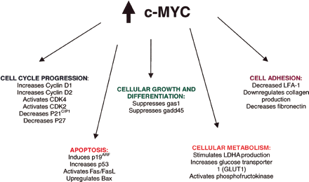 Image:C-myc.gif