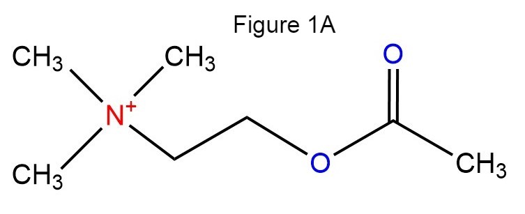 Image:Figure1A-.jpg