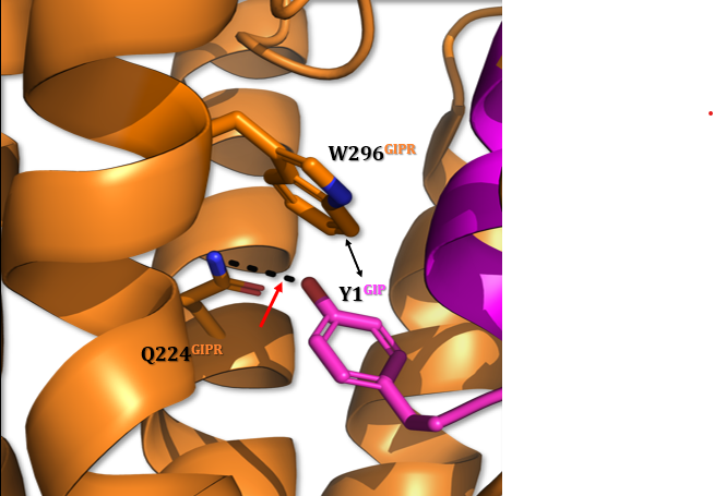 Image:Y1 GIP interaction.png