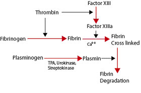 Image:Thrombincascade.jpg