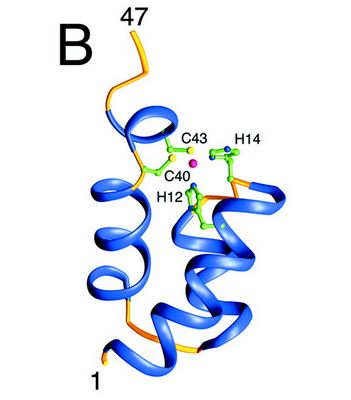 Image:N ter domain.jpg