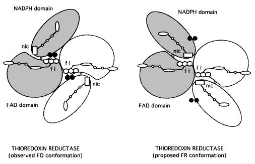 Image:FO-FR conformation.JPG