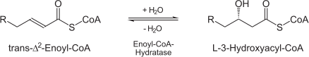 Image:Enoly_CoA_Hyratase.png