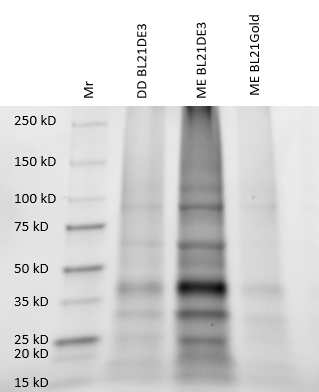 Image:Final annotated gel.png